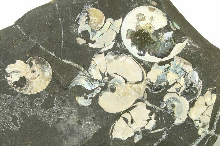 Iridescent Ammonite (Deshayesites & Aconeceras) Cluster #317667